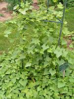 Courge explosive, Cyclanthera explodens, C. brachystachys, (fam Cucurbitacees) (Amerique sud) (1) (Photo F. Mrugala)